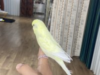 Konuşan muhabbet kuşu insan canlısı
