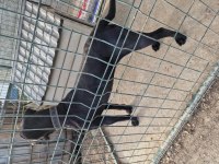 1 yaşında dişi cane corso