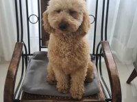 2 aylık poodle yavrularımız ailelerini arıyor