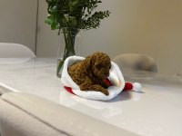 Dişi koyu renk poodle