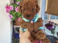 Korekan POODLE mükemmel güzellikte