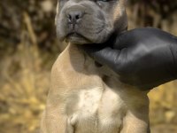 DEV CANE CORSO YAVRULARI