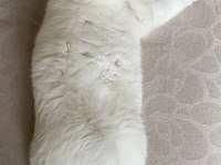 British shorthair Bulutuma yeni yuva aranıyor