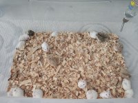 Çok Tatlı Minnoş Yavru Hamsterler