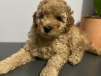 45 günlük poodle yuva aranıyor