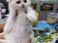 50 6 adet günlük scottish fold yavrularımız