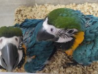 EL BESLEME FULL EVCİL BEBEK MACAWLAR