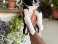 Border Collie yavrular