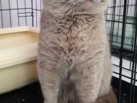 Erkek ayı surat british shorthair