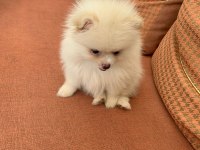 Pomeranian boo dişi kedimiz