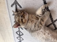 Sakarya british shorthair yavrular