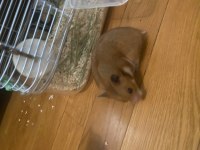 Kampanya Hamster