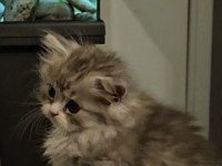 Silver point 2 aylık lokum bebek british longhair