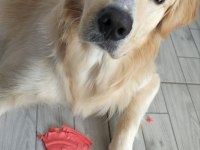 Sahiplendirme golden retriever