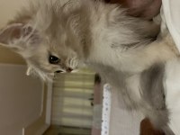 2 aylık erkek british longhair yavrumuz