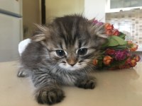 Scottish Fold Yavru
