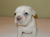 Fransız bulldog dişi ve erkek