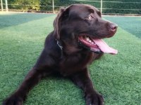 2 YAŞINDA KISIR ERKEK ÇİKOLATA LABRADOR