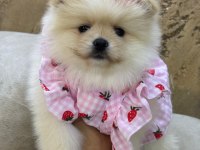Irk Ve Sağlık Garantili Pomeranian Boo Bebekler