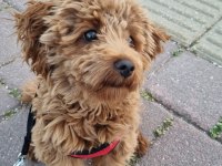 6 Aylık Maltipoo Kızımız TARÇIN