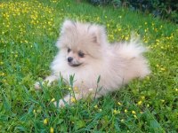 antalya içi sahiplendirme pomeranian boo