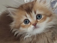 Safkan anne ve babadan british longhair
