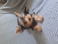 Micro boy yorkshire terrier bebekler