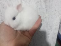 Cüce tavşan yavruları