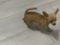 Mini Şivava Aşılı