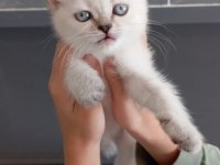 Orjinal safkan britishorthair yavrular