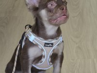 Rojo tan dişi french bulldog
