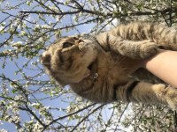 Scottish fold 7 aylık