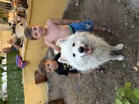 Samoyed 4 yaşında erkek