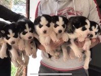 Üst Kalite Husky (Sibirya Kurdu) Yavrular