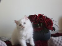 Kedi erkek iki ay persian
