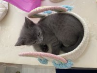 Son iki yavru british shorthair