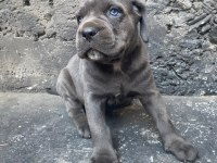 Blue yavru cane corso