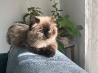 Tuvalet eğitimi var çok uysal british shorthair