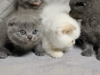 Scottish fold yavrularımız