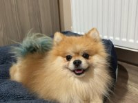 pomeranian boo 2 yaşında erkek eğitimi var