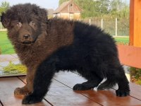 Safkan Alman Çoban Köpekleri (Show Line)