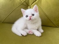 British shorthair kedimiz