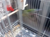 GÖKKUŞAĞI İSPİNOZ ÇİFT OLARAK
