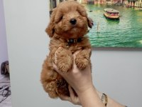 Toy poodle kalitesinde maltipoo erkek yavrumuz