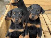 ÜST SEVİYE DOBERMAN YAVRULARI