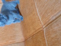 Süper kalite british shorthair yavru
