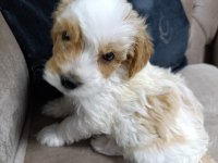 Sevimli maltipoo bebekler