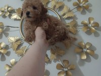 50 günlük toy poodle ler