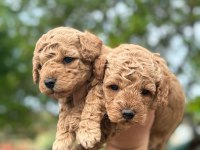 TOY POODLE YAVRULARIMIZ
