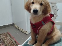 Güzel ve sevecen golden retriever kızımız şila